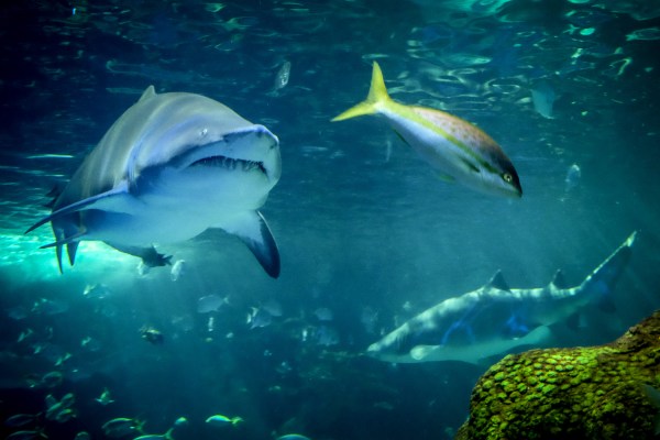 6 conseils pour une photographie d'aquarium à couper le souffle