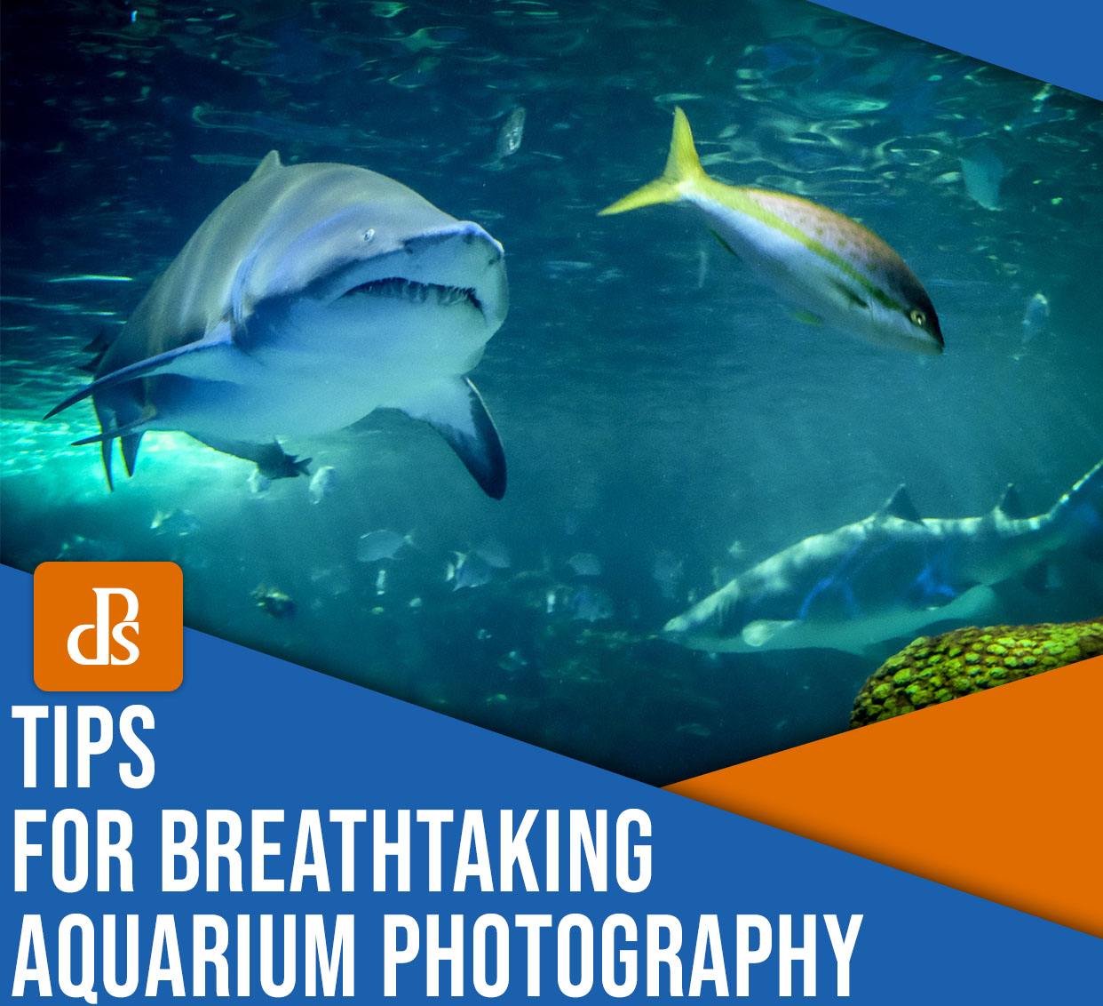 Conseils pour une photographie d'aquarium à couper le souffle